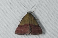 Phytometra viridaria