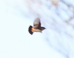 Acanthiza uropygialis