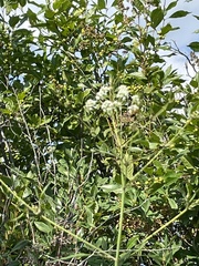 Cicuta bulbifera