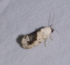 Ponometia erastrioides