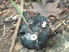 Asterophora lycoperdoides