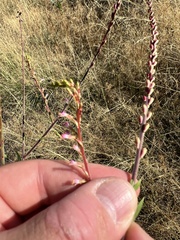 Oenothera curtiflora