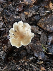 Hohenbuehelia petaloides