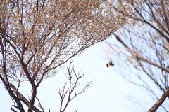 Acanthiza uropygialis