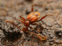 Tyromacrus
