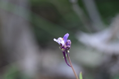 Linaria amethystea