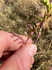 Oenothera curtiflora