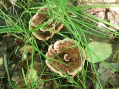 Hydnellum concrescens