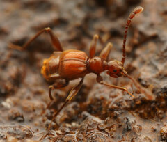 Tyromacrus