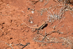 Ctenophorus isolepis