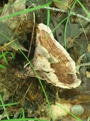 Hydnellum concrescens