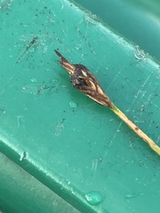 Schoenoplectus subterminalis