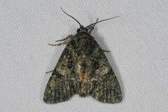 Polyphaenis sericata