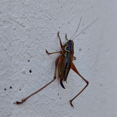 Roeseliana roeselii