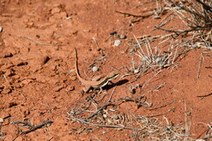 Ctenophorus isolepis