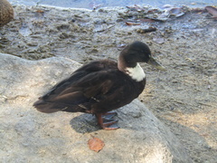 Anas platyrhynchos domesticus