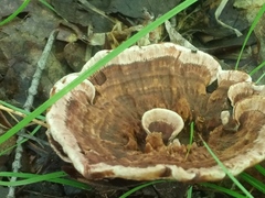 Hydnellum concrescens