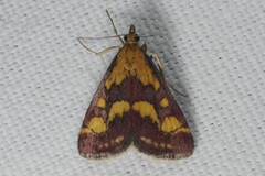 Pyrausta purpuralis