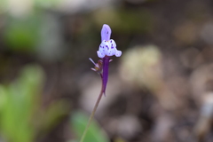 Linaria amethystea