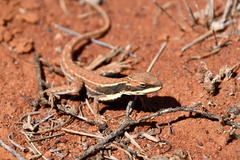 Ctenophorus isolepis