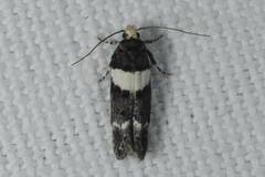 Recurvaria leucatella