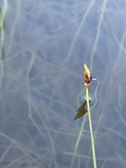 Schoenoplectus subterminalis