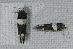 Recurvaria leucatella