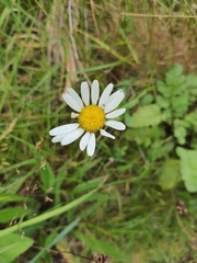 Leucanthemum vulgare