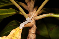 Hemiphyllodactylus typus