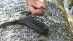 Thamnophis ordinoides