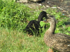 Anas platyrhynchos domesticus