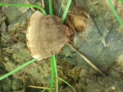 Hydnellum concrescens