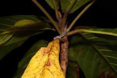 Hemiphyllodactylus typus