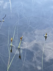 Schoenoplectus subterminalis