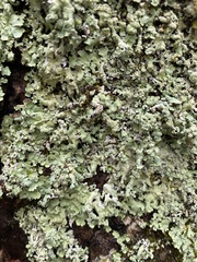 Myelochroa aurulenta