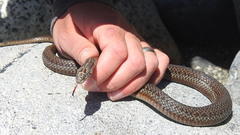 Thamnophis ordinoides