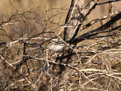 Daphoenositta chrysoptera
