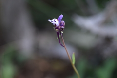 Linaria amethystea