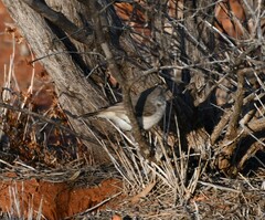 Acanthiza uropygialis