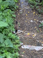 Acridotheres tristis