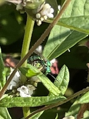 Augochloropsis metallica