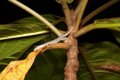 Hemiphyllodactylus typus