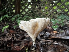 Hohenbuehelia petaloides