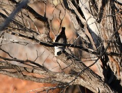 Daphoenositta chrysoptera