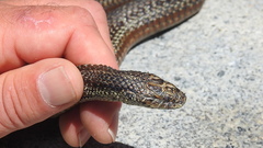 Thamnophis ordinoides