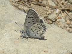 Icaricia shasta