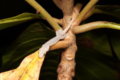 Hemiphyllodactylus typus