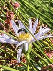 Augochloropsis metallica