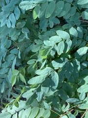 Robinia pseudoacacia