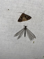 Myrmeleon formicarius